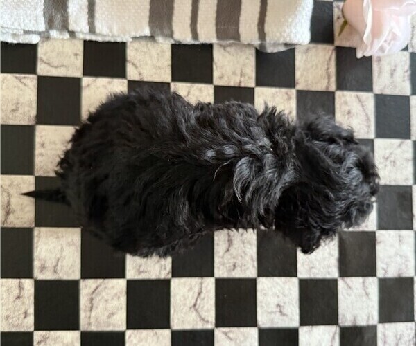 Medium Photo #5 Poodle (Miniature) Puppy For Sale in CURTISS, WI, USA