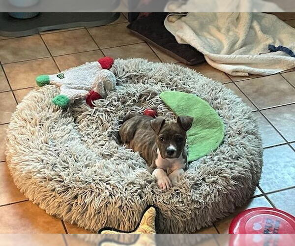 Medium Photo #7 American Staffordshire Terrier-Unknown Mix Puppy For Sale in Wheaton, IL, USA