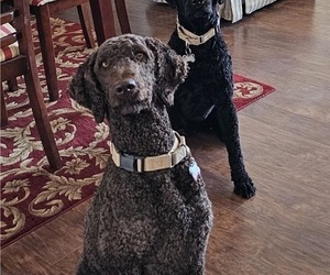 Mother of the Goldendoodle puppies born on 07/24/2025