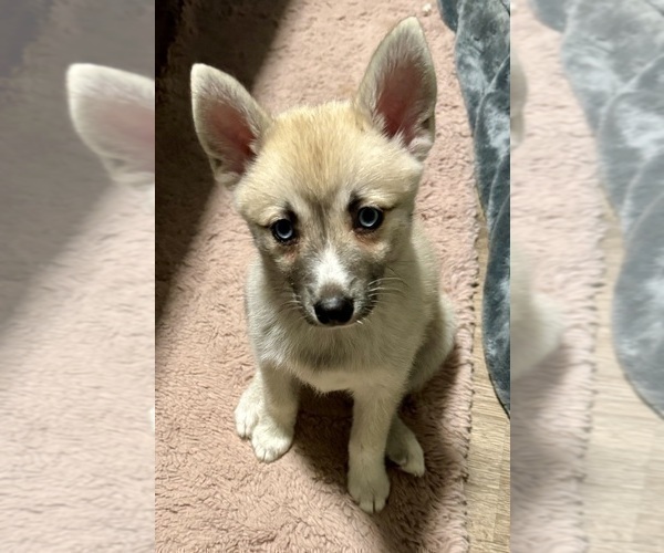Medium Photo #68 Pomsky Puppy For Sale in LOVELAND, CO, USA
