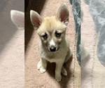 Small #66 Pomsky