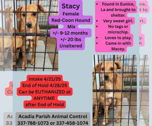 Redbone Coonhound Dogs for adoption in New Orleans, LA, USA