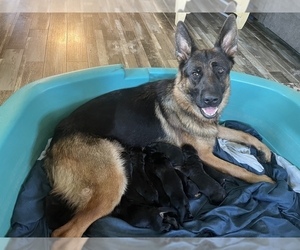 Mother of the German Shepherd Dog puppies born on 08/30/2022