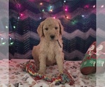 Small Goldendoodle
