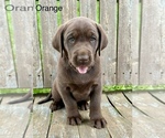 Puppy Orange Labrador Retriever