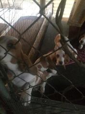 Basset Hound Puppy for sale in MC DAVID, FL, USA