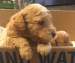 Small Photo #1 Poodle (Toy) Puppy For Sale in WARREN CENTER, PA, USA