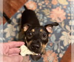Small #4 Mutt