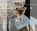 Small #2 Pug Mix