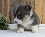 Small Photo #20 Pembroke Welsh Corgi Puppy For Sale in GOSHEN, IN, USA