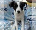 Small #1 Mutt