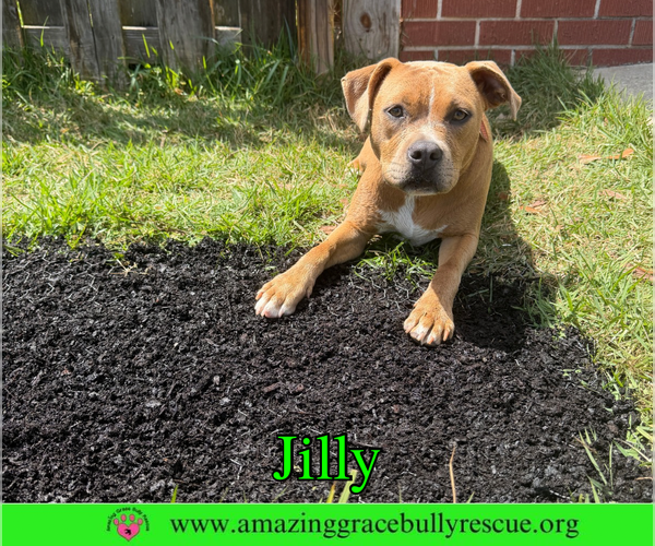 Medium Photo #8 American Pit Bull Terrier-Unknown Mix Puppy For Sale in Milton, FL, USA