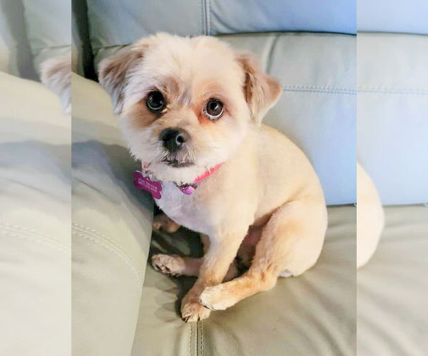 Medium Photo #5 Shih Tzu Puppy For Sale in Corona, CA, USA