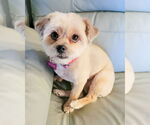 Small #4 Shih Tzu
