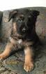 Small Photo #14 German Shepherd Dog Puppy For Sale in COLETA, IL, USA