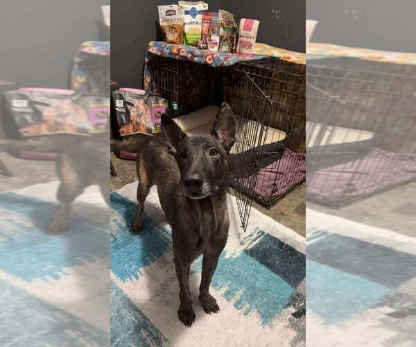 Medium Photo #2 - Mix Puppy For Sale in Imlay City, MI, USA