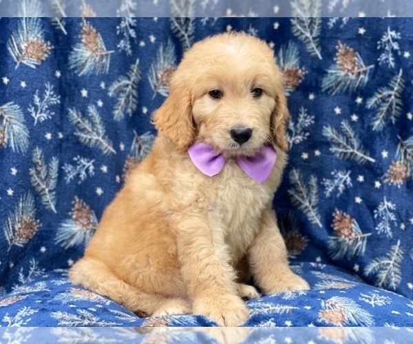 Medium Photo #6 Double Doodle Puppy For Sale in LAKELAND, FL, USA