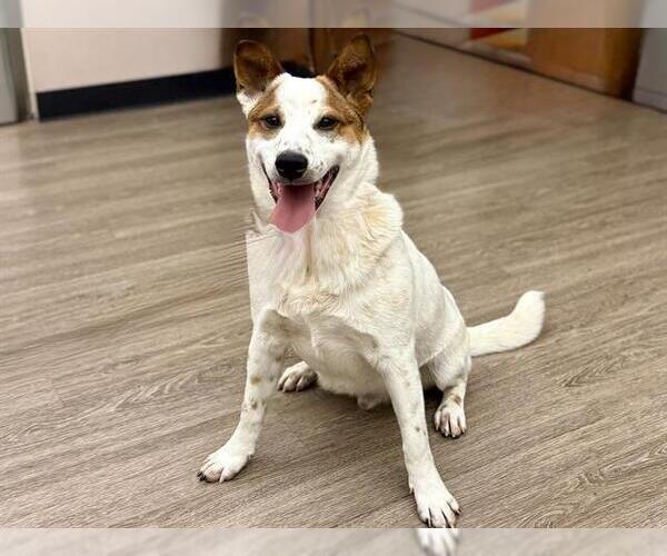 Medium Photo #1 Mutt Puppy For Sale in Martinez, CA, USA