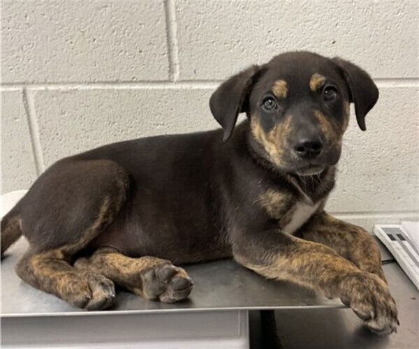 Medium Photo #1 German Shepherd Dog-Unknown Mix Puppy For Sale in San Bernardino, CA, USA