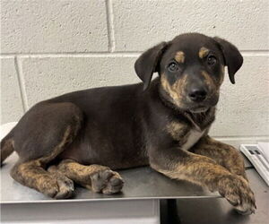 German Shepherd Dog-Unknown Mix Dogs for adoption in San Bernardino, CA, USA