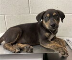 Small German Shepherd Dog Mix
