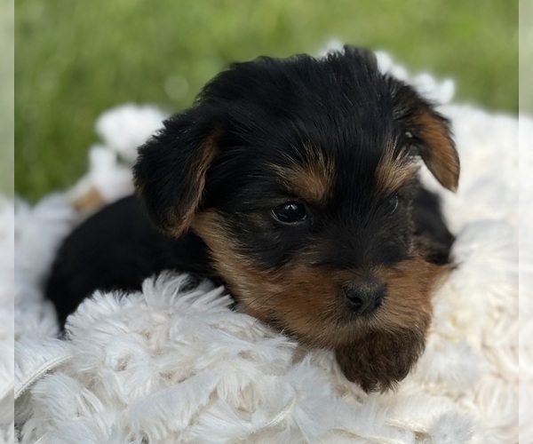 Medium Photo #5 Yorkshire Terrier Puppy For Sale in ROCK STREAM, NY, USA