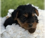Small #4 Yorkshire Terrier