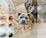 Small #3 Bullboxer Pit