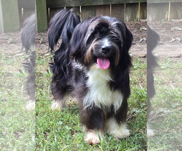 Medium Photo #1 Havanese-Unknown Mix Puppy For Sale in Social Circle, GA, USA