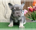 Small #2 French Bulldog