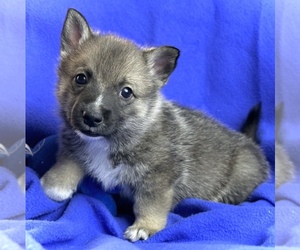 Swedish Vallhund Puppy for sale in COLORADO SPRINGS, CO, USA