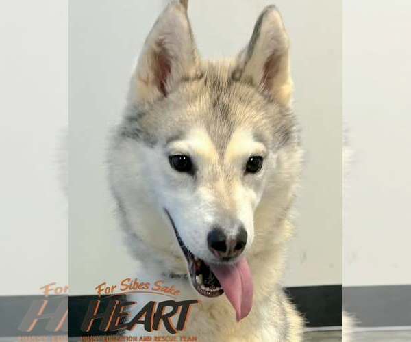 Medium Photo #1 Siberian Husky Puppy For Sale in Severn, MD, USA