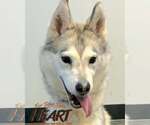 Juno - Female Siberian Husky Dog for Adoption - Small photo