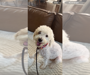 Poodle (Miniature)-Unknown Mix Dogs for adoption in Mooresville, NC, USA