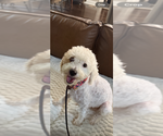 Lucy - Female Poodle (Miniature)-Unknown Mix Dog for Adoption - Small photo