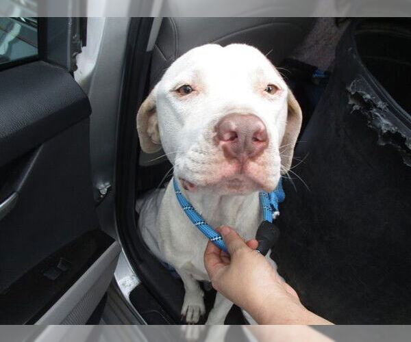 Medium Photo #1 Staffordshire Bull Terrier Puppy For Sale in Ocala, FL, USA