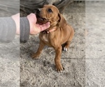 Small Photo #5 Rhodesian Ridgeback Puppy For Sale in MORONGO VALLEY, CA, USA