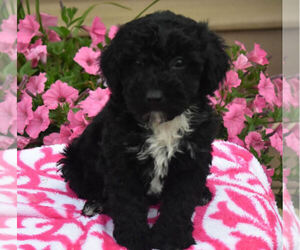 Poodle (Miniature) Puppy for sale in MILLERSBURG, OH, USA