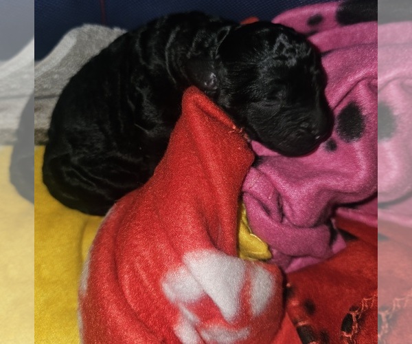 Medium Photo #6 Poodle (Standard) Puppy For Sale in MILWAUKEE, WI, USA