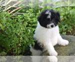 Mr Dane - Male Bichpoo Puppy for Sale - Photo #5