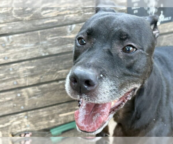 Medium Photo #1 Mutt Puppy For Sale in Tulsa, OK, USA