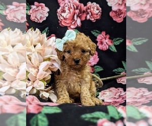 Poodle (Toy) Puppy for sale in QUARRYVILLE, PA, USA