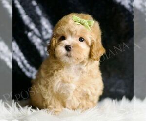 Medium Maltipoo (Miniature)