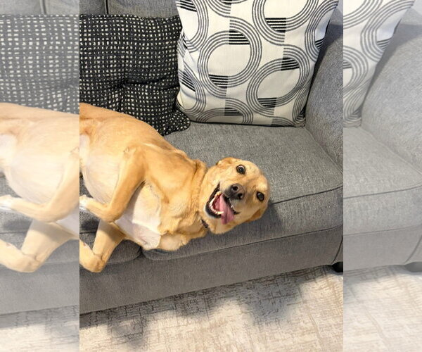 Medium Photo #2 Labrador Retriever-Unknown Mix Puppy For Sale in Denver , CO, USA