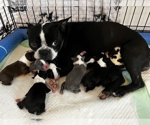 Mother of the Boston Terrier puppies born on 04/10/2023