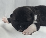 Puppy Willow Akita