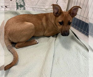 German Shepherd Dog-Unknown Mix Dogs for adoption in Brewster, MA, USA