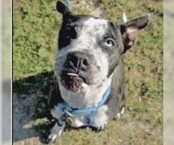 Medium Photo #2 Boxer-Unknown Mix Puppy For Sale in Houston, TX, USA