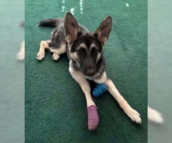 Medium Photo #2 German Shepherd Dog Puppy For Sale in Fallbrook, CA, USA