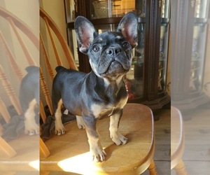 French Bulldog Puppy for sale in AFTON, WY, USA